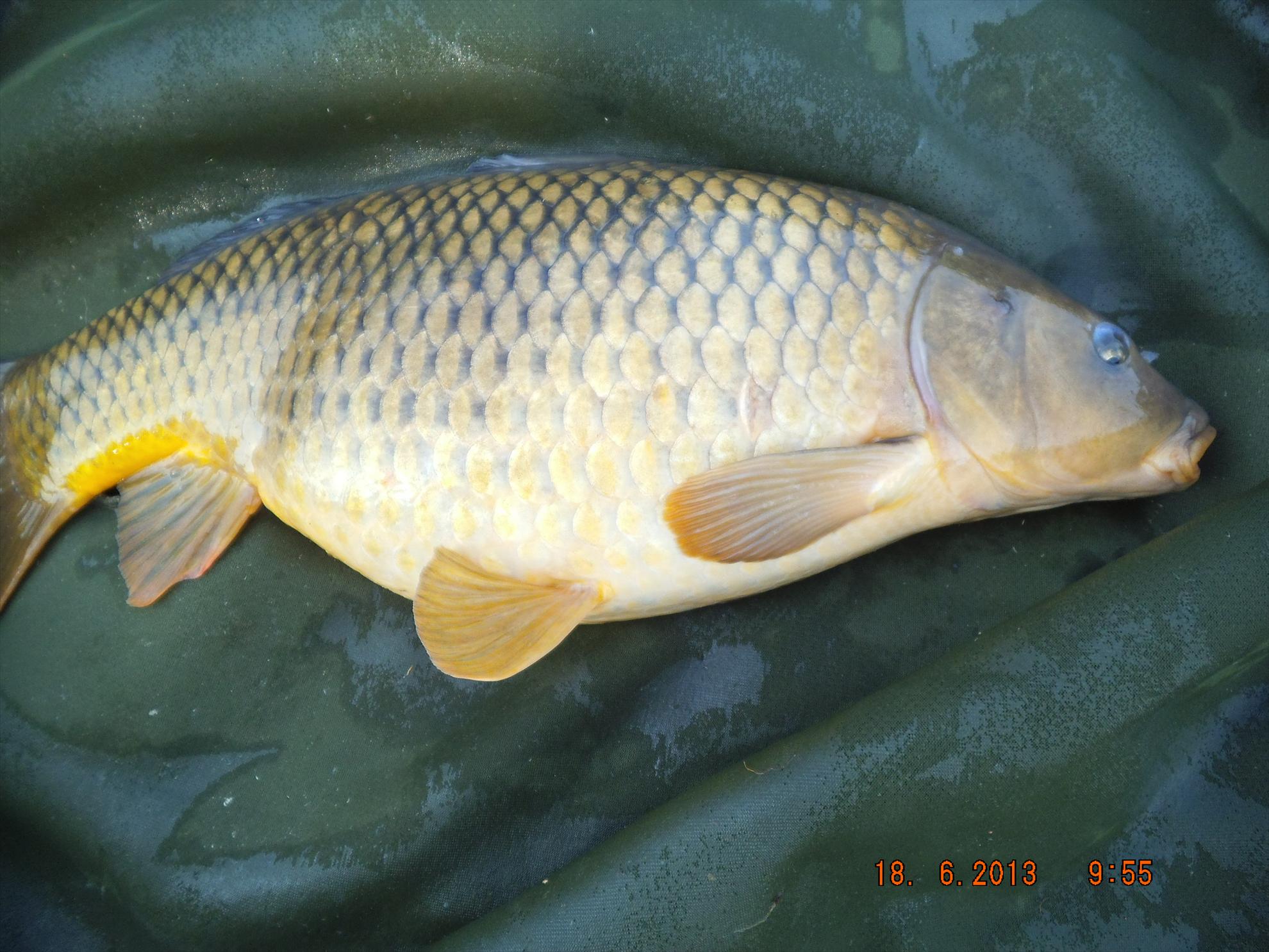 florian tanasa - 8,700 kg in 3 ore jumatate de pescuit. am avut noroc.